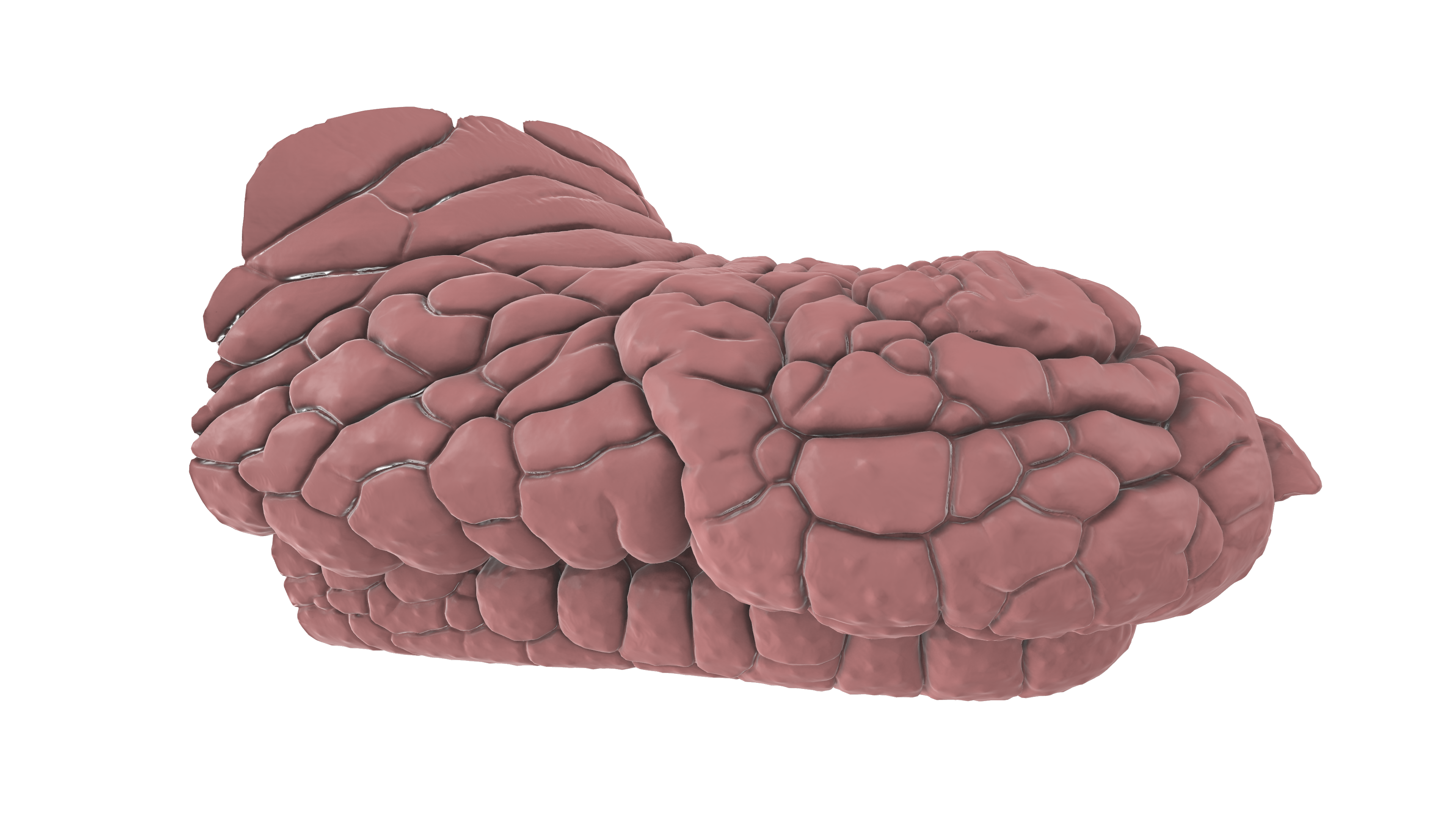 Our 3D models