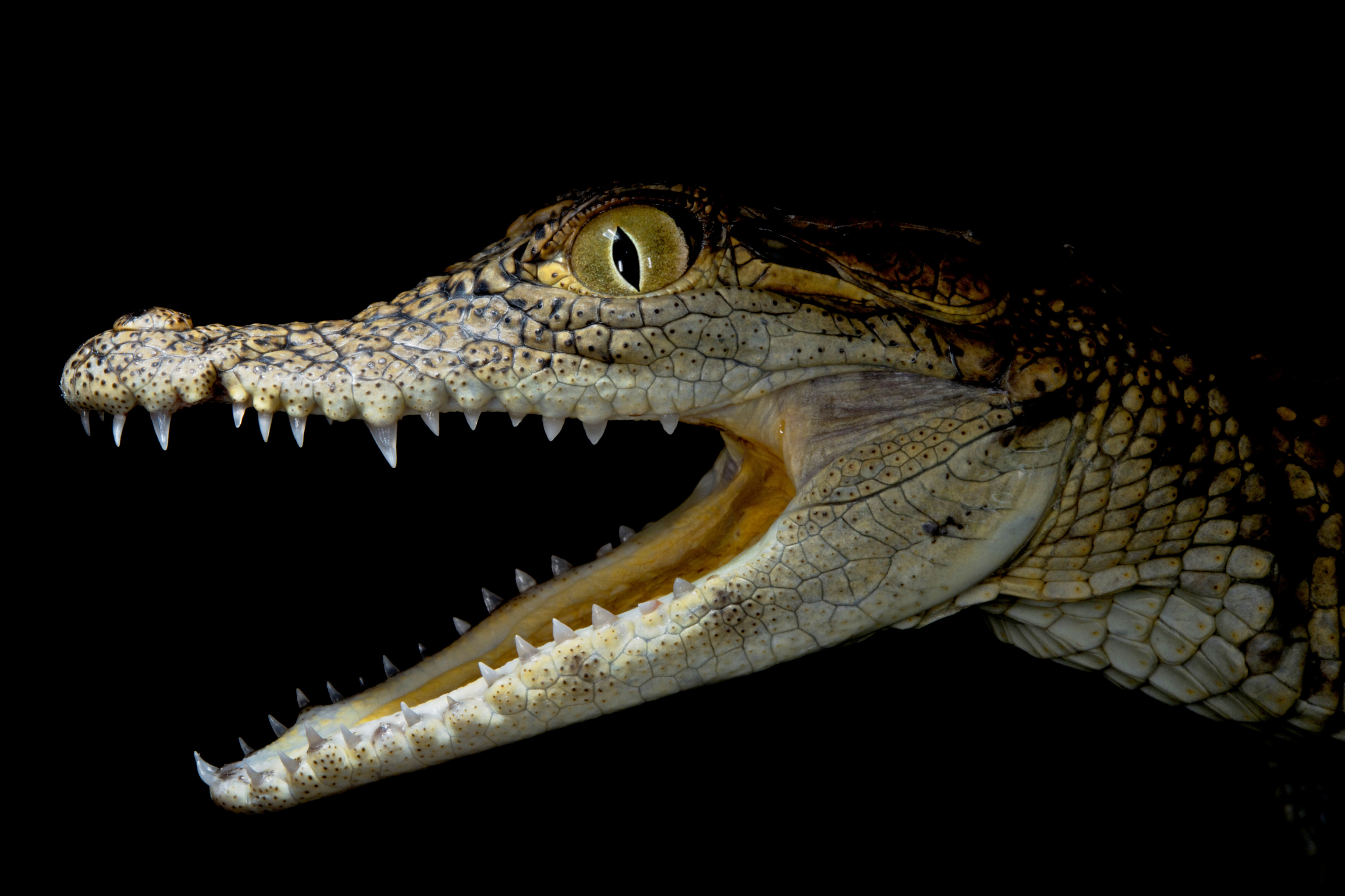 Crocodylus niloticus