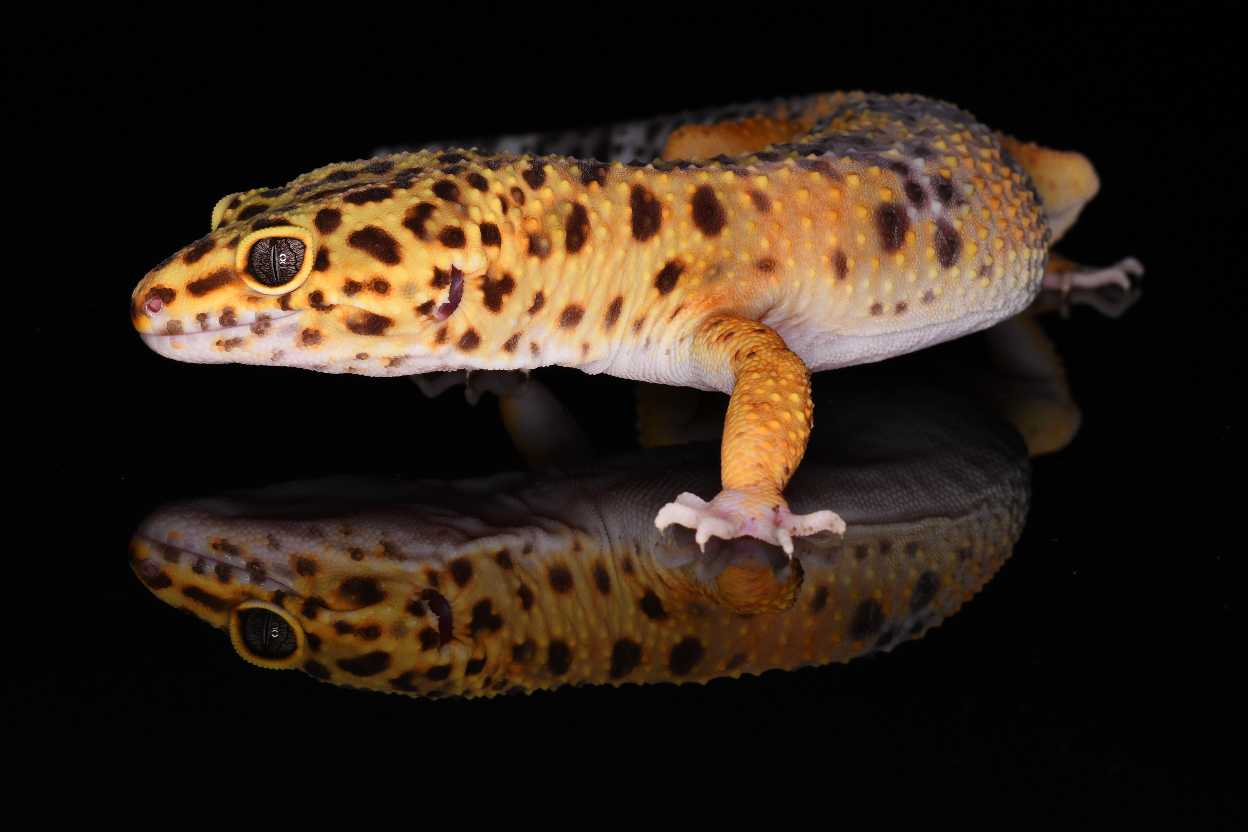 Eublepharis macularius