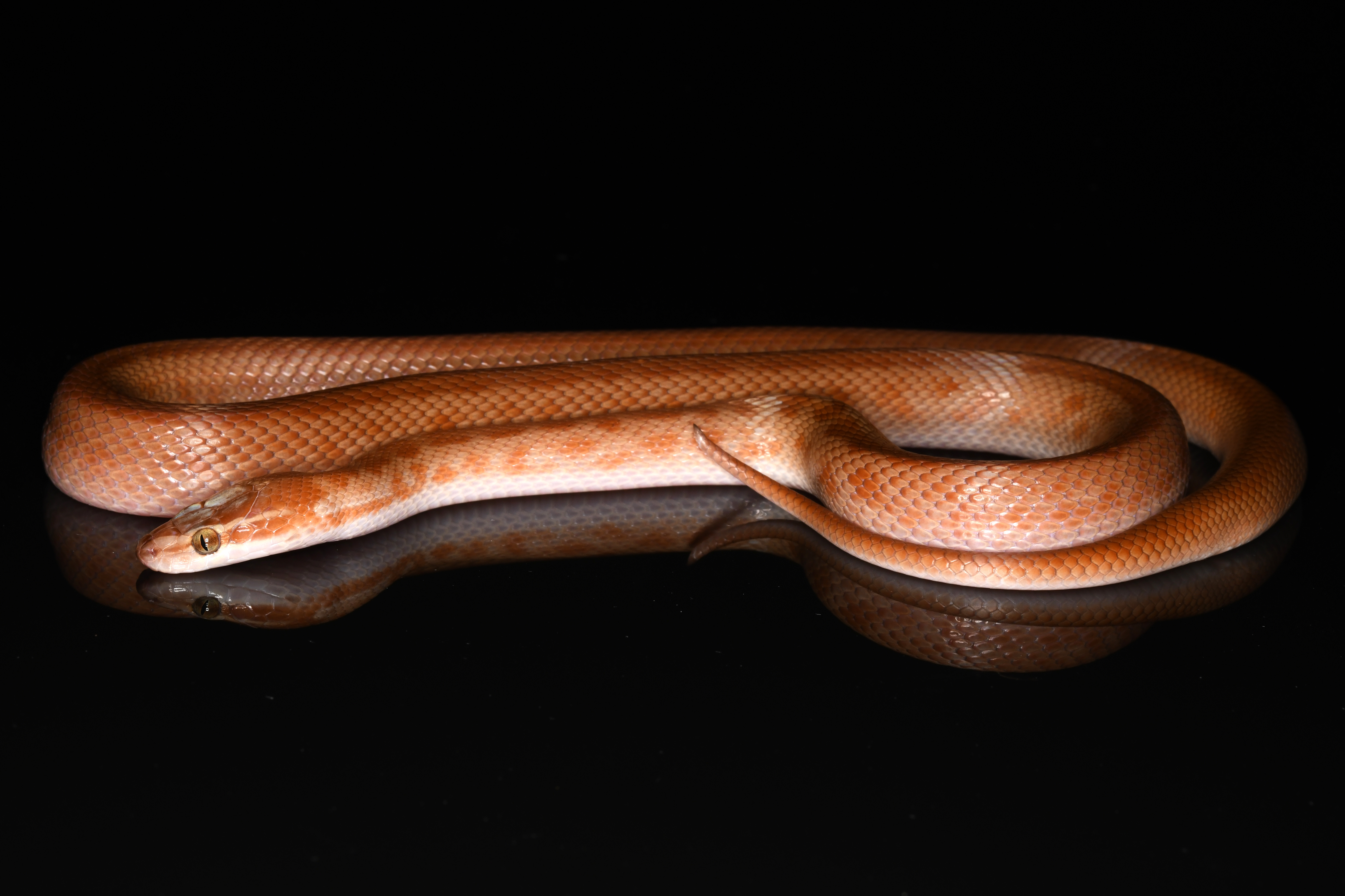 Lamprophis/Boaedon fuliginosus