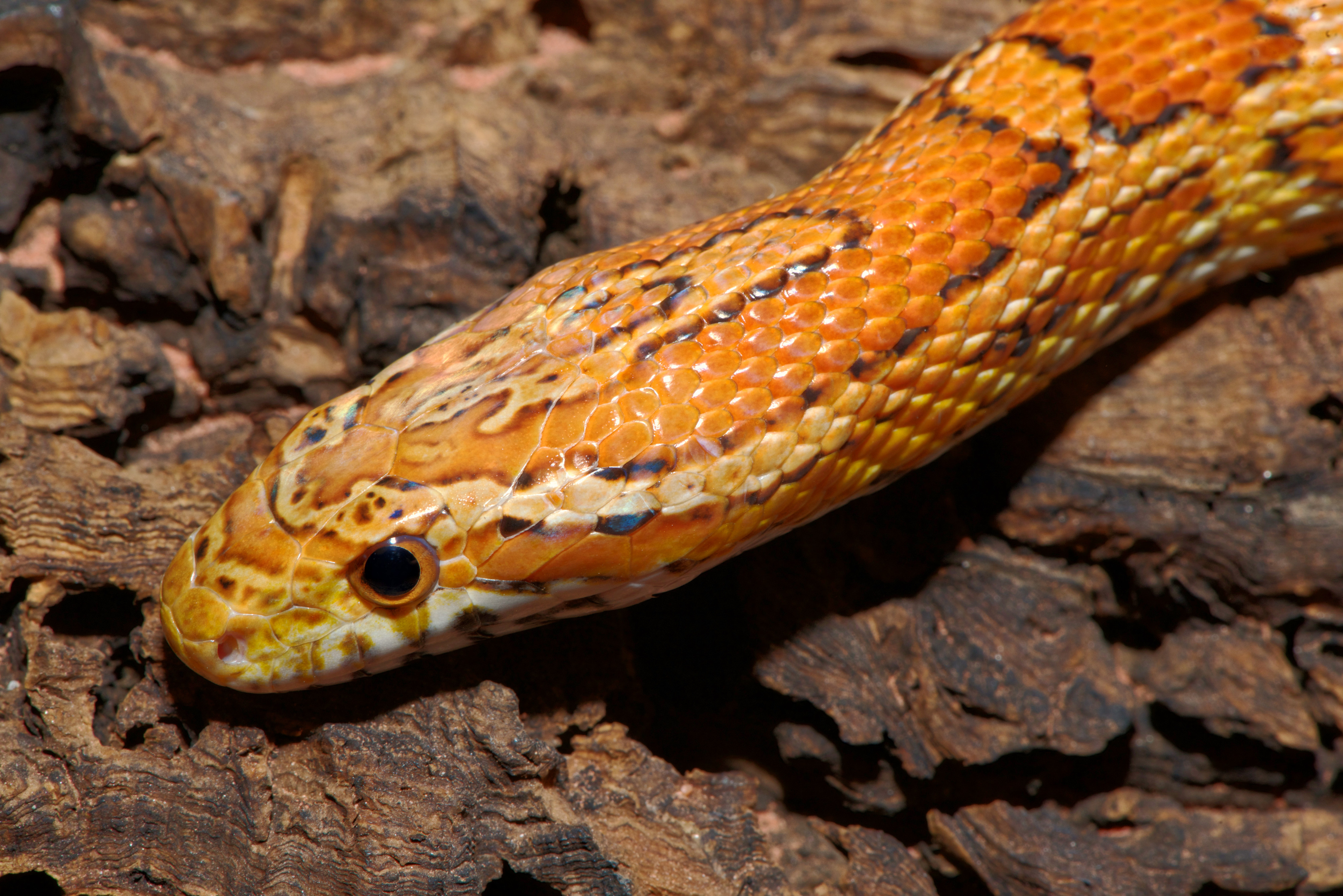 Pantherophis guttatus