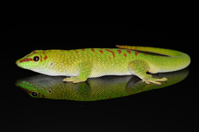 Phelsuma grandis