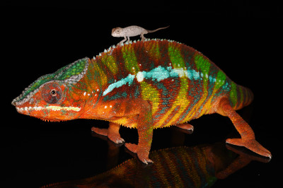 Furcifer pardalis