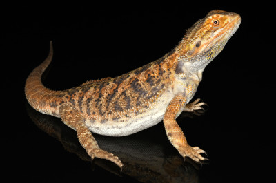 Pogona vitticeps