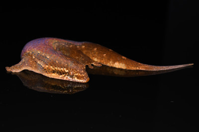 Geckolepis maculata