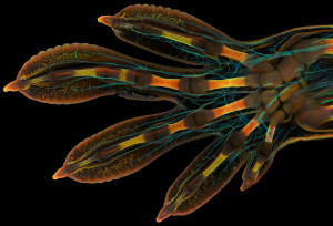 Thumbnail for Imaging collagen 3D network architecture in large samples with unmatched high-resolution
