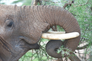 Thumbnail for Biomechanics and functional morphology of the elephant trunk