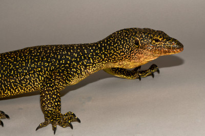 Varanus indicus