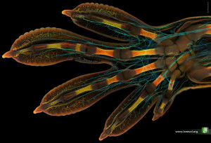 Thumbnail for Imaging collagen 3D network architecture in large samples with unmatched high-resolution