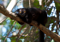 Eulemur macaco (male)