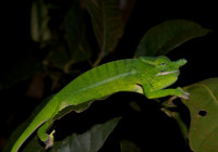 Furcifer petteri (male).