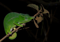 Furcifer petteri (male)