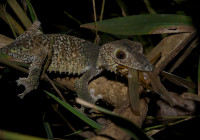 Uroplatus sikorae. The animal took the opportunity of catching an insect thanks to our headlamps illuminating the surroundings.