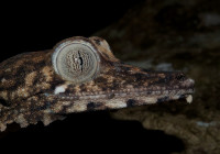 Uroplatus giganteus