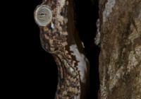 Uroplatus giganteus