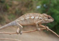 Female panther chameleon
