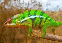 Furcifer pardalis