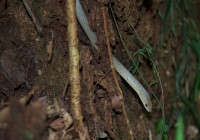 Dromicodryas quadrilineatus OR Ithycyphus miniatus