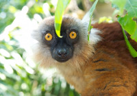 Eulemur macaco (female)