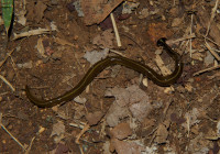 Bipalum sp. (Hammerhead worm)