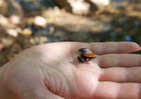 Mantella ebenaui