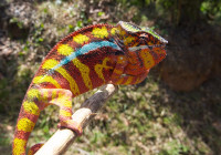 That one has changed colour because we showed him another male. See http://www.lanevol.org/LANE/chameleon_colour_change.html for colour change in chameleons