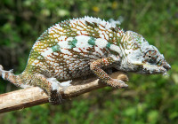 A molting panther chameleon