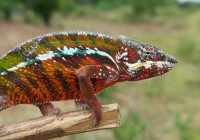 Furcifer pardalis