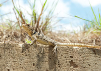 Oplurus cuvieri