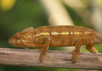 Furcifer pardalis