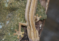 Uroplatus lineatus
