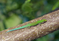 Phelsuma lineata