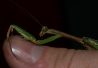 Very nice mantis