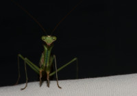 Very nice mantis