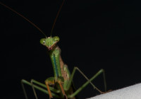 Very nice mantis