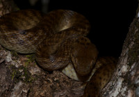 Madagascarophis colubrinus