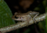 Boophis opisthodon