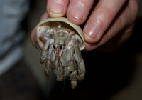 A terrestrial hermit crab