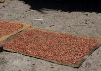 Cloves drying in the sun