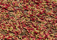 Cloves drying in the sun