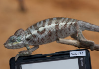 Furcifer pardalis