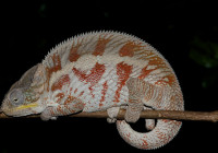 Furcifer pardalis