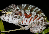 Furcifer pardalis