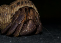 A terrestrial hermit crab