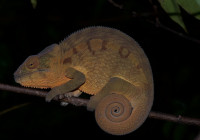 Furcifer pardalis