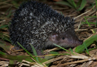 A tenrec (Setifer setosus)