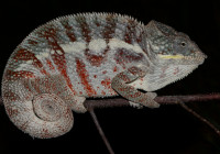 Furcifer pardalis