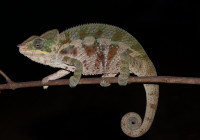 Furcifer pardalis - Haplotype 9 (Sainte-Marie)