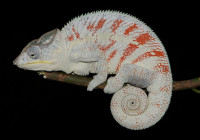 Furcifer pardalis