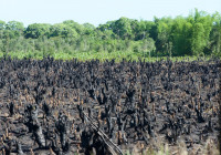 THE major problem in Madagascar: forests are being burned for (among others) charcoal production.